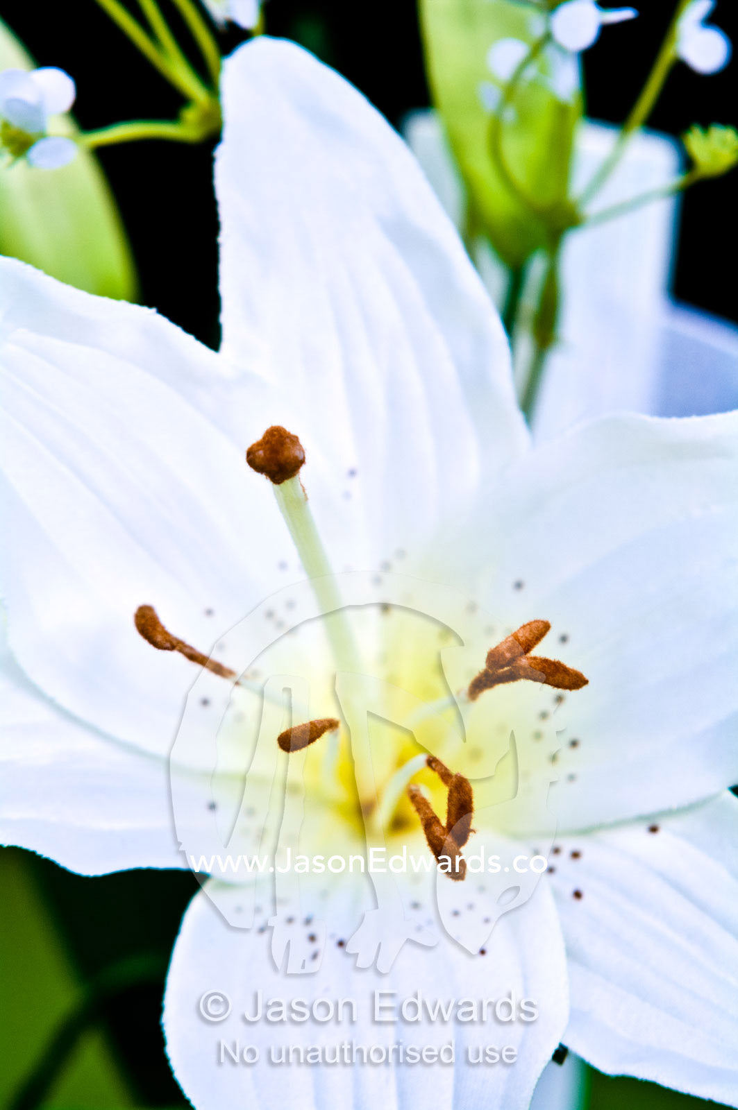 The stigma, anthers and pure white petals of a Christmas Lily. Park Orchards, Melbourne, Victoria, Australia.