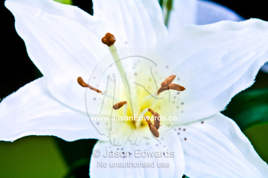The stigma, anthers and pure white petals of a Christmas Lily. Park Orchards, Melbourne, Victoria, Australia.