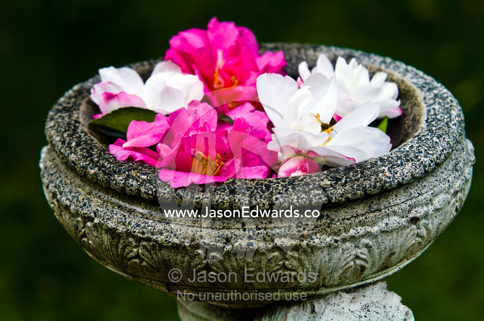 Pink and white camellia flowers floating in a garden bird bath. Park Orchards, Melbourne, Victoria, Australia.