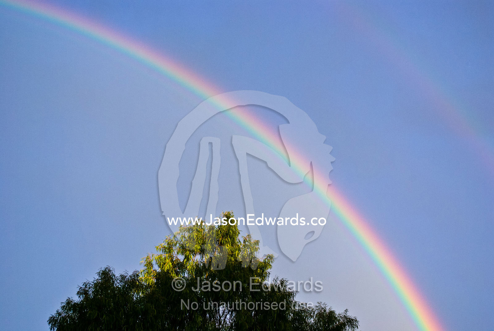 An iridescent rainbow arches over the canopy of a tree at sunset. North Carlton, Melbourne, Victoria, Australia.