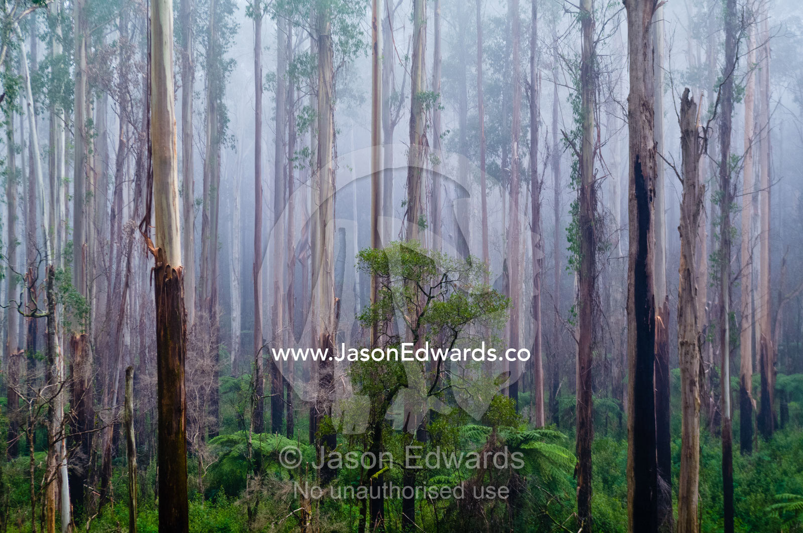 A fog filled valley of towering Mountain Ash tree trunks.. Yarra Ranges National Park, Victoria, Australia.