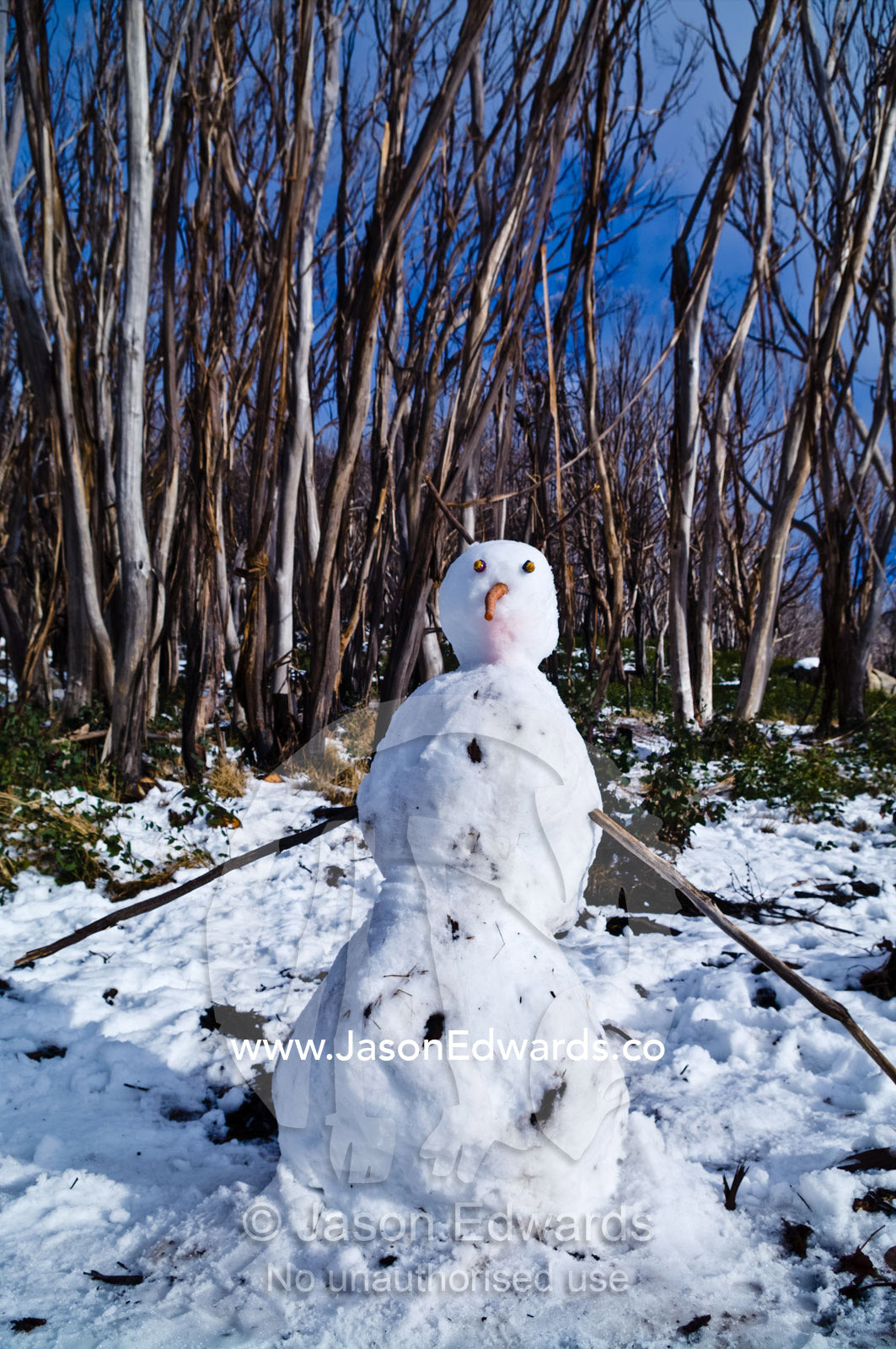A snow man with a carrot nose in a eucalyptus forest clearing. Lake Mountain, Yarra Ranges National Park, Victoria, Australia.