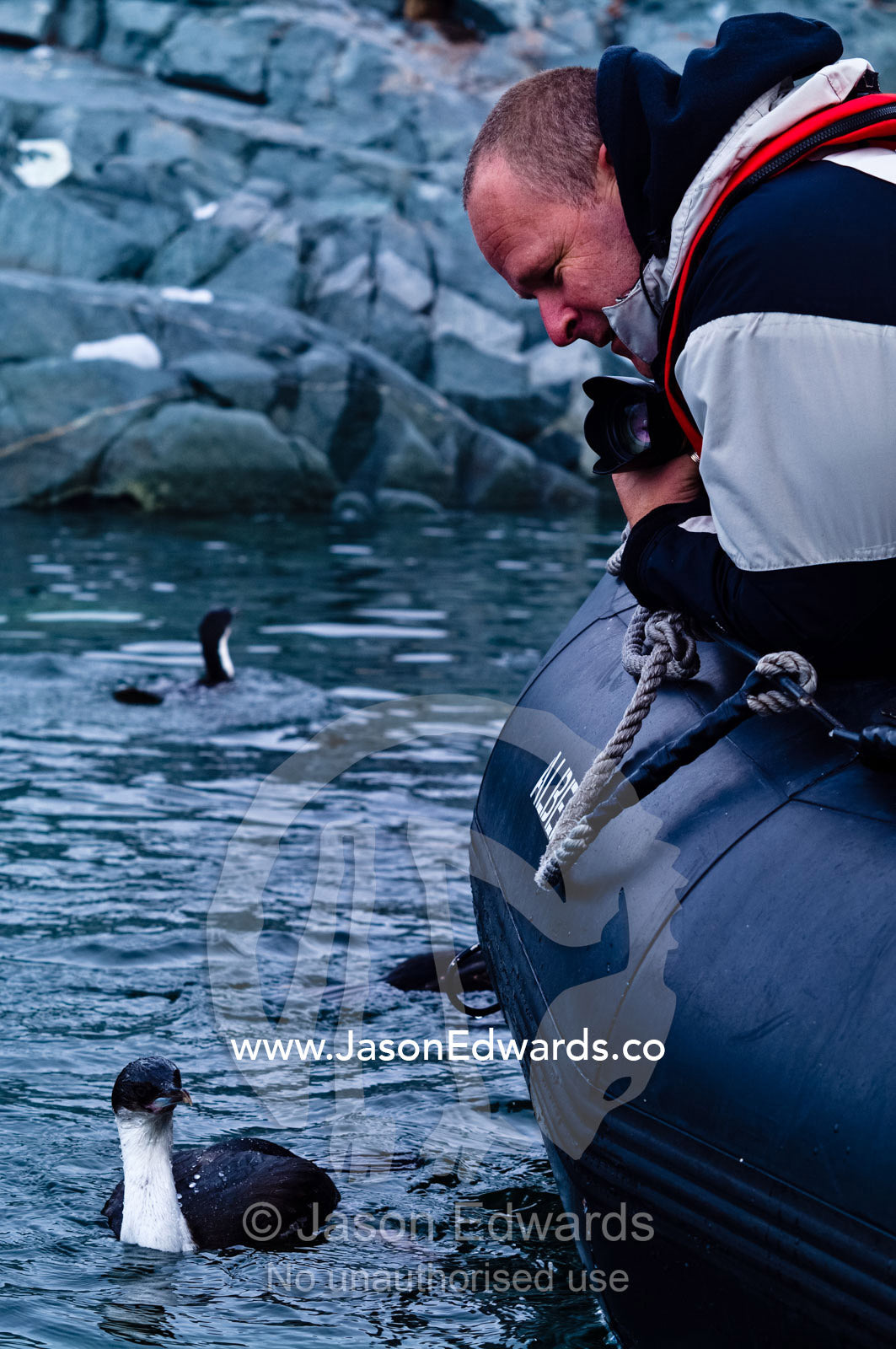 A tourist watches a curious Antarctic Shag from an inflatable boat. Fish Islands, Flouder Island, The Minnows, Crystal Sound, Antarctic Peninsula, Antarctic Circle, Antarctica.