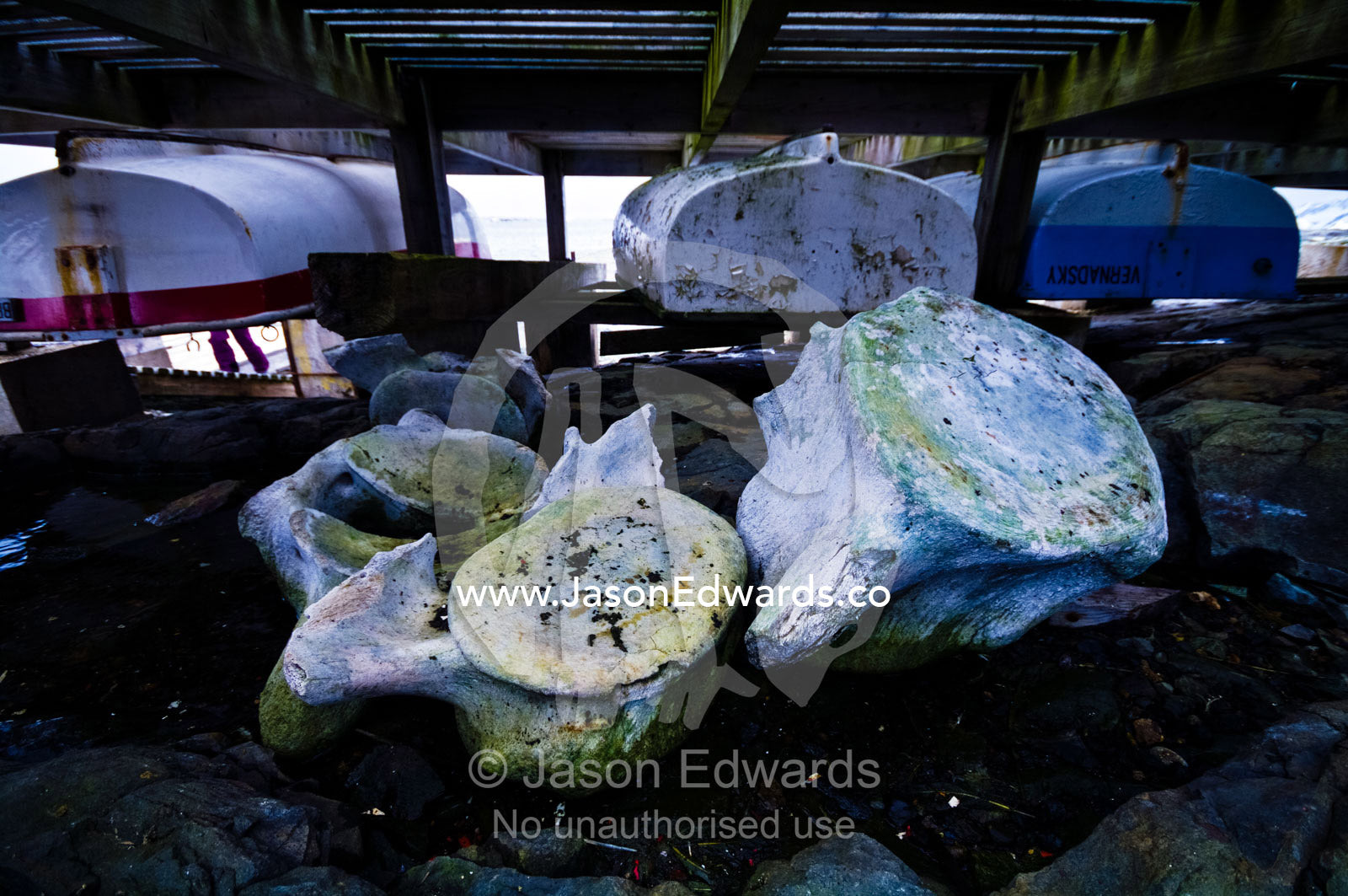 Old whale vertebrae beneath a research station deck covered in lichen. Vernadski Antarctic Research Base, Galindez Island, Argentine Islands, Faraday Islands, Antarctic Peninsula, Antarctica.