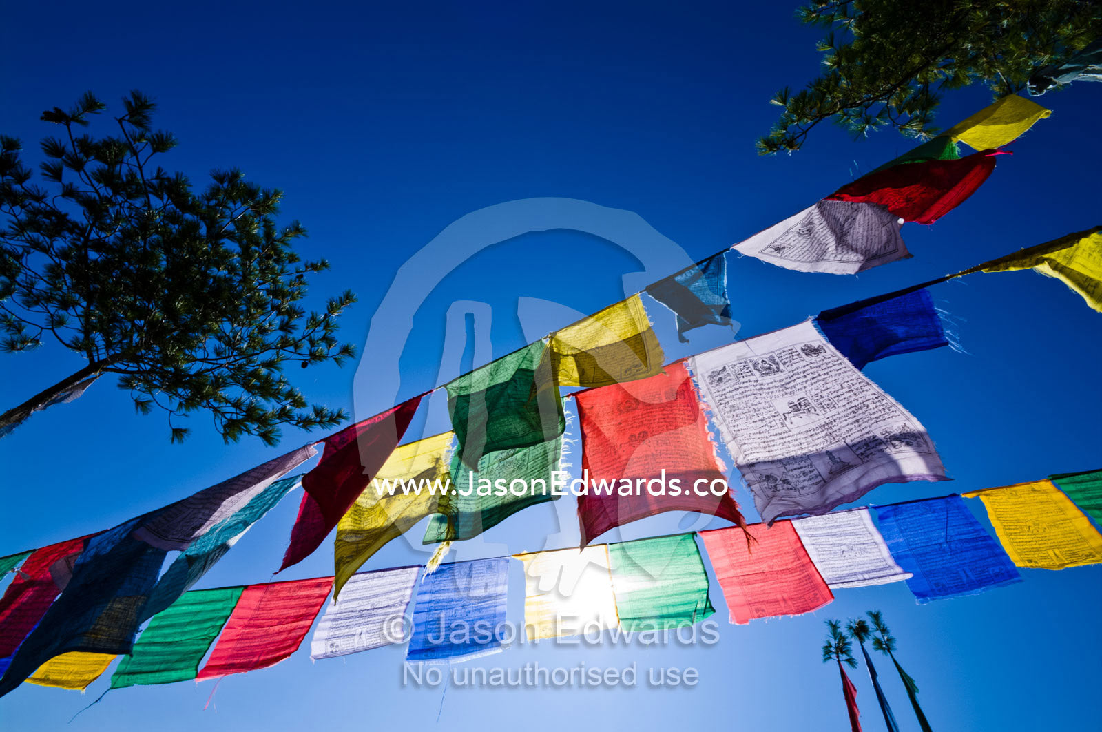 Sunlight passes through colorful prayer flags hanging between a pair of conifer trees. Paro, Paro District, Bhutan.