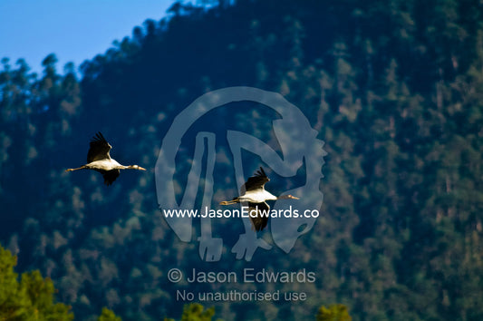 A pair of Black Neck Cranes soar over the evergreen forests of Bhutan. Phobjikha Conservation Area, Phobjika Valley, Phobjikha Valley, Gangteng Valley, Black Mountains, Bhutan.