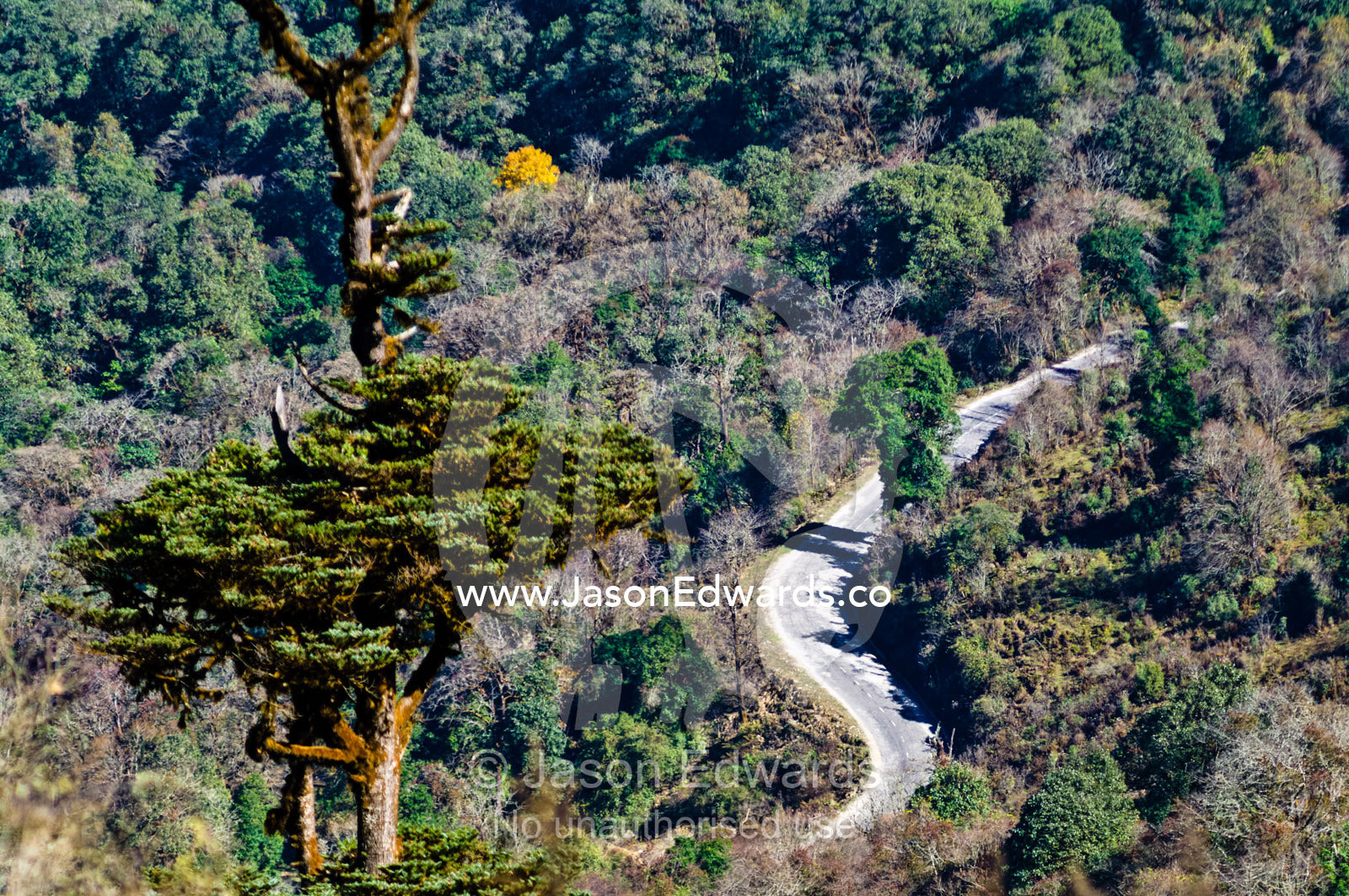 A road winds through a forested mountain pass in the Himalaya. Dochula Pass, Thimphu District, Bhutan.