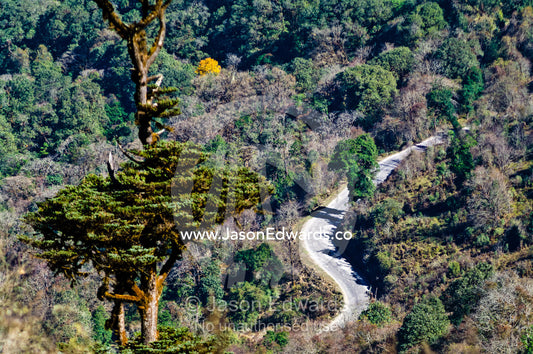 A road winds through a forested mountain pass in the Himalaya. Dochula Pass, Thimphu District, Bhutan.
