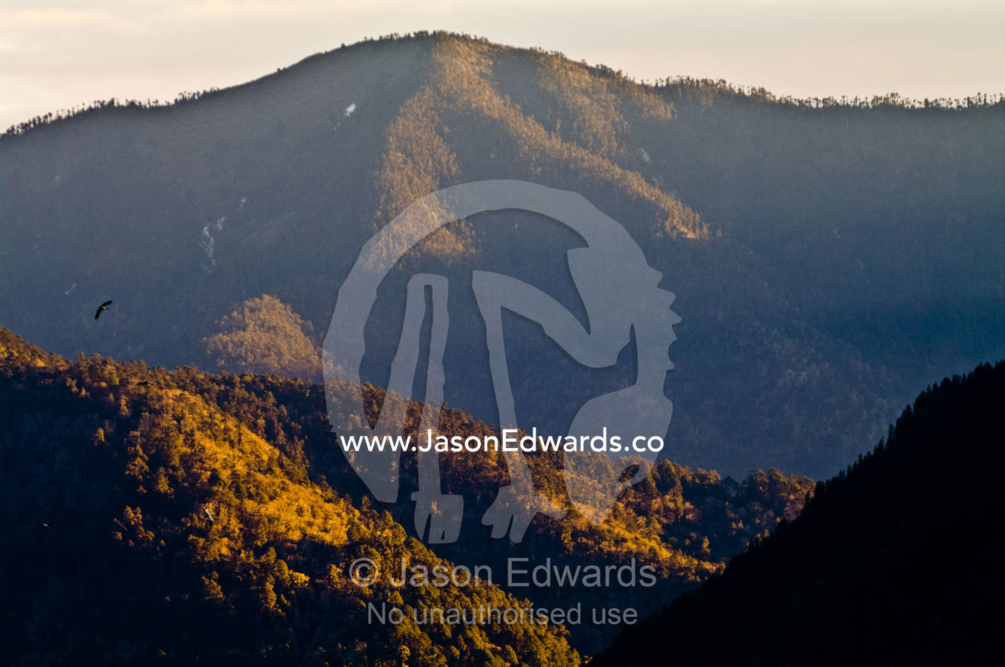A black-necked crane circles a forested valley at sunset searching for a landing site to roost. Phobjikha Conservation Area, Phobjika Valley, Phobjikha Valley, Gangteng Valley, Black Mountains, Bhutan.