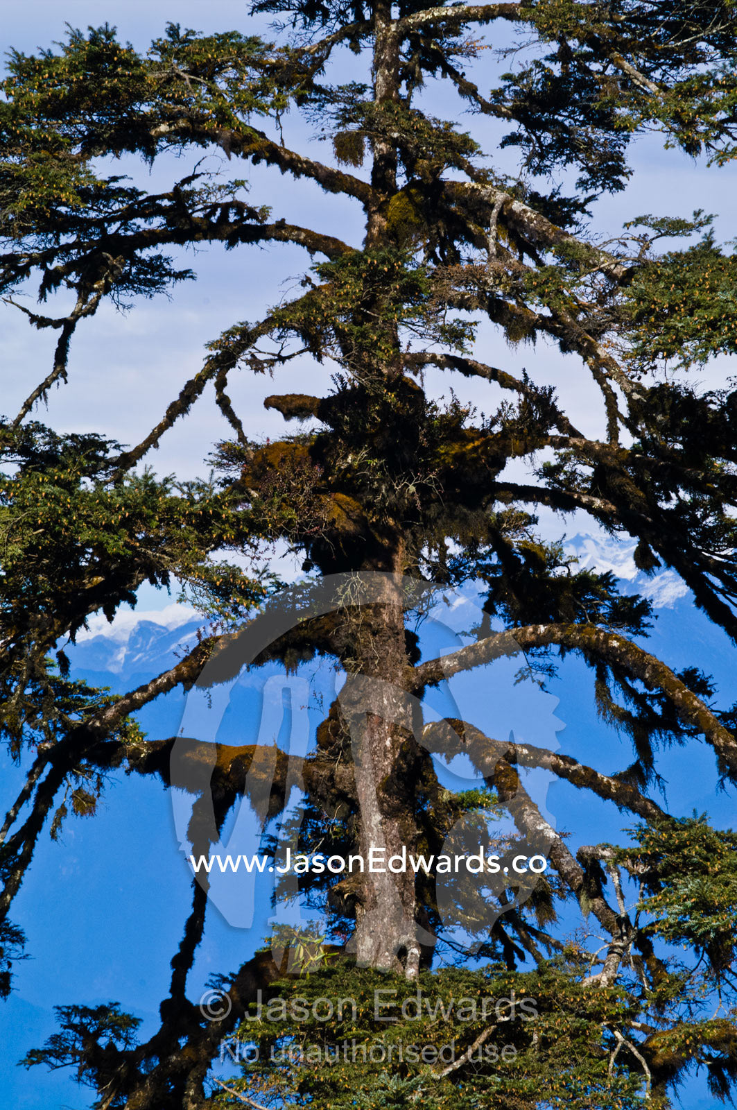 Moss and lichen covered tree branches on a Himalayan mountainside. 108 Druk Wangyal Khangzang Chortens, Dochula Pass, Thimphu District, Bhutan.