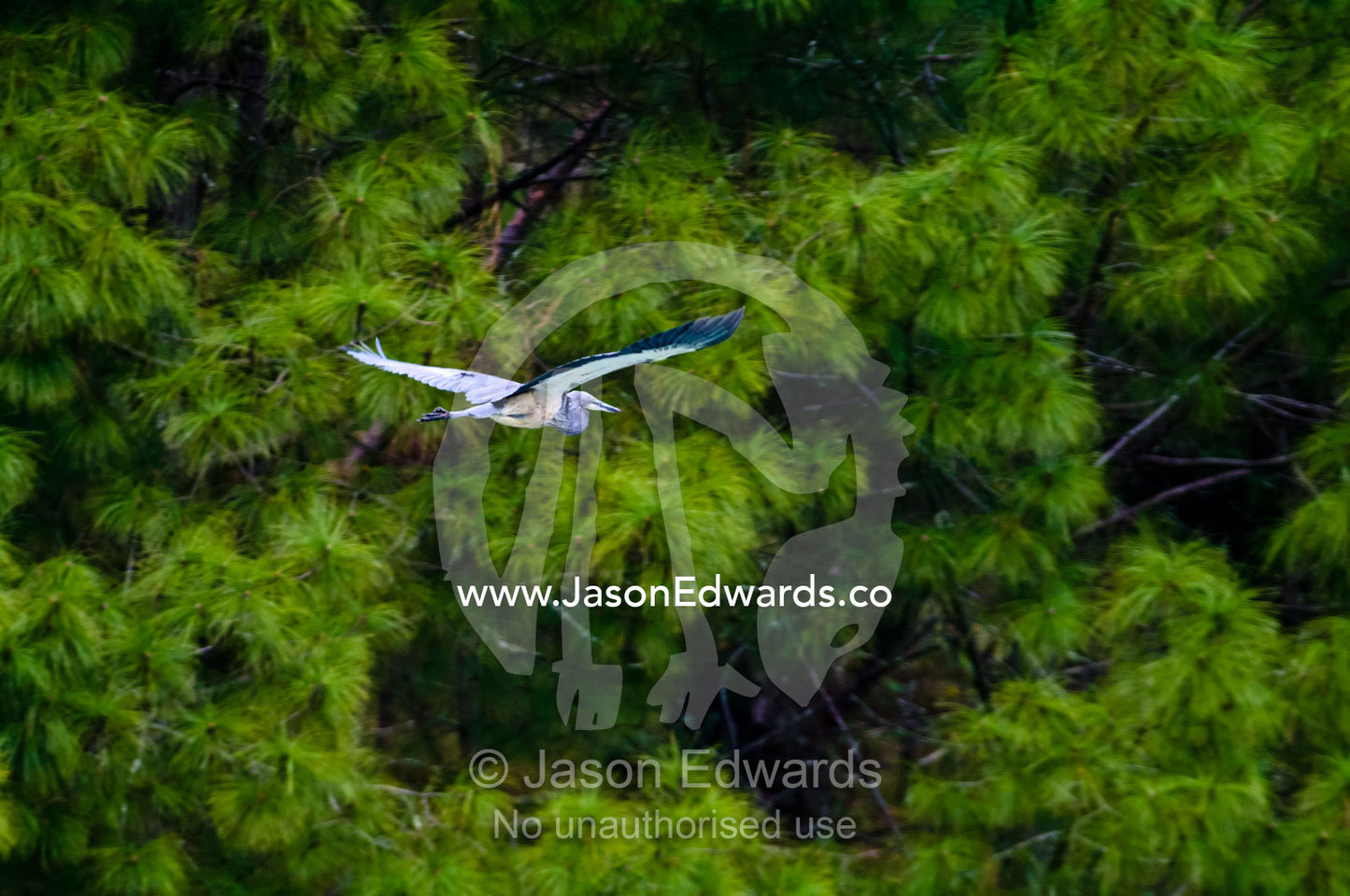 A critically endangered White-Bellied Heron glides by the soft foliage of a pine forest. Punakha River, Punakha Valley, Punakha-Wangdiphodrang District, Bhutan.