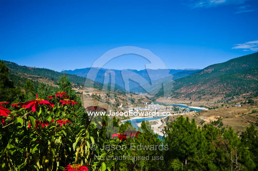 Poinsettia flowers above a turquoise river winding its way through a Himalayan valley past a village. Punakha River, Punakha Valley, Punakha-Wangdiphodrang District, Bhutan.