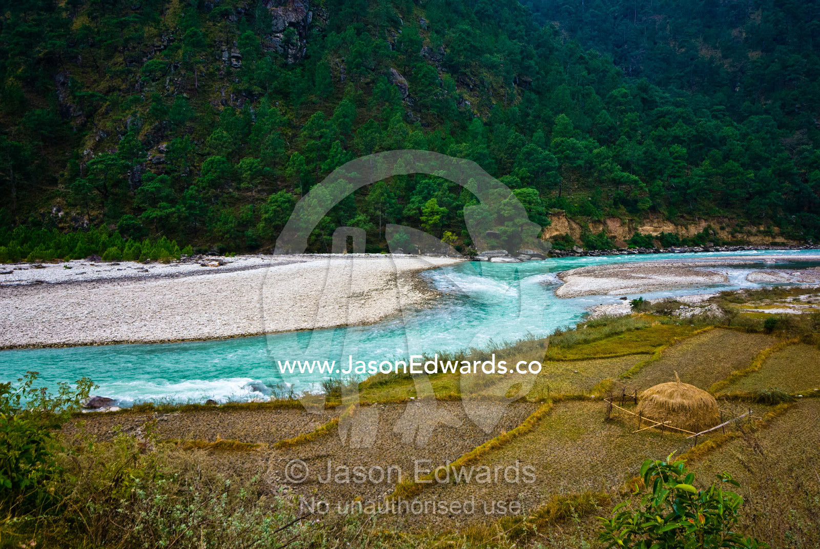Rice terraces on the shore of an alpine river flowing down from the mountains. Punakha River, Punakha Valley, Punakha-Wangdiphodrang District, Bhutan.