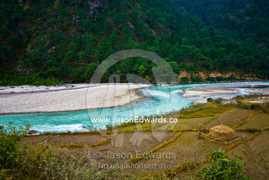Rice terraces on the shore of an alpine river flowing down from the mountains. Punakha River, Punakha Valley, Punakha-Wangdiphodrang District, Bhutan.