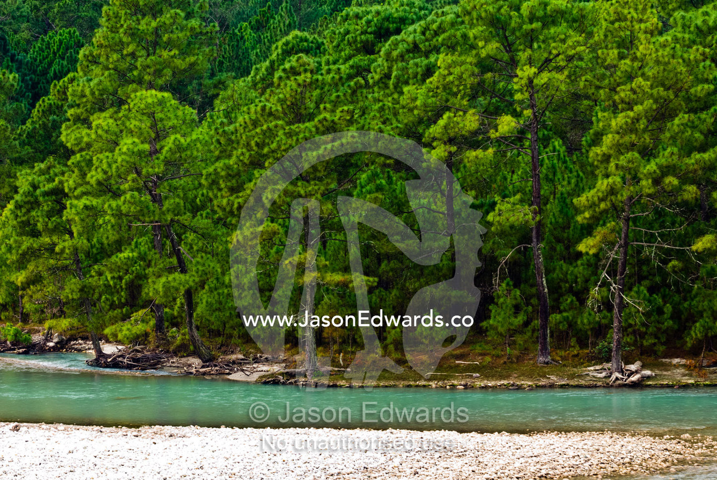 An alpine river flows around a stone island at the forest edge where the critically endangered White-bellied Heron lives. Punakha River, Punakha Valley, Punakha-Wangdiphodrang District, Bhutan.