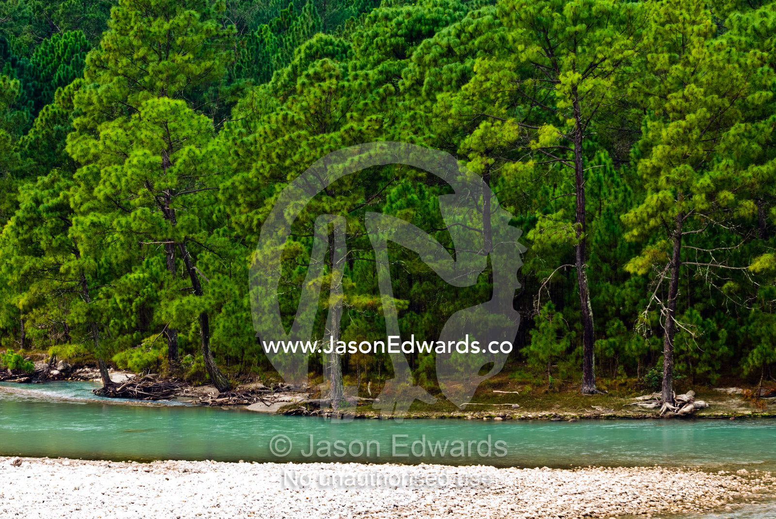 An alpine river flows around a stone island at the forest edge where the critically endangered White-bellied Heron lives. Punakha River, Punakha Valley, Punakha-Wangdiphodrang District, Bhutan.