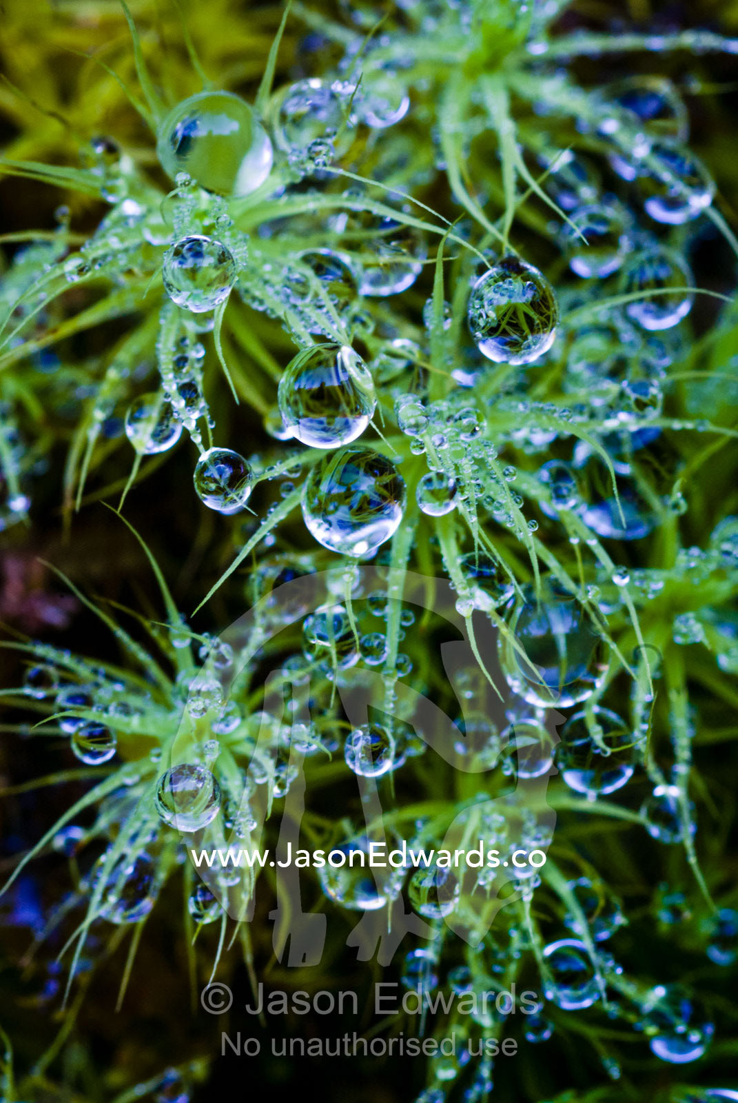 Reflections in dew drops on the delicate fronds of an alpine bryophyte on a cliff. Gasa Gasa Dzongkhag District, Bhutan.
