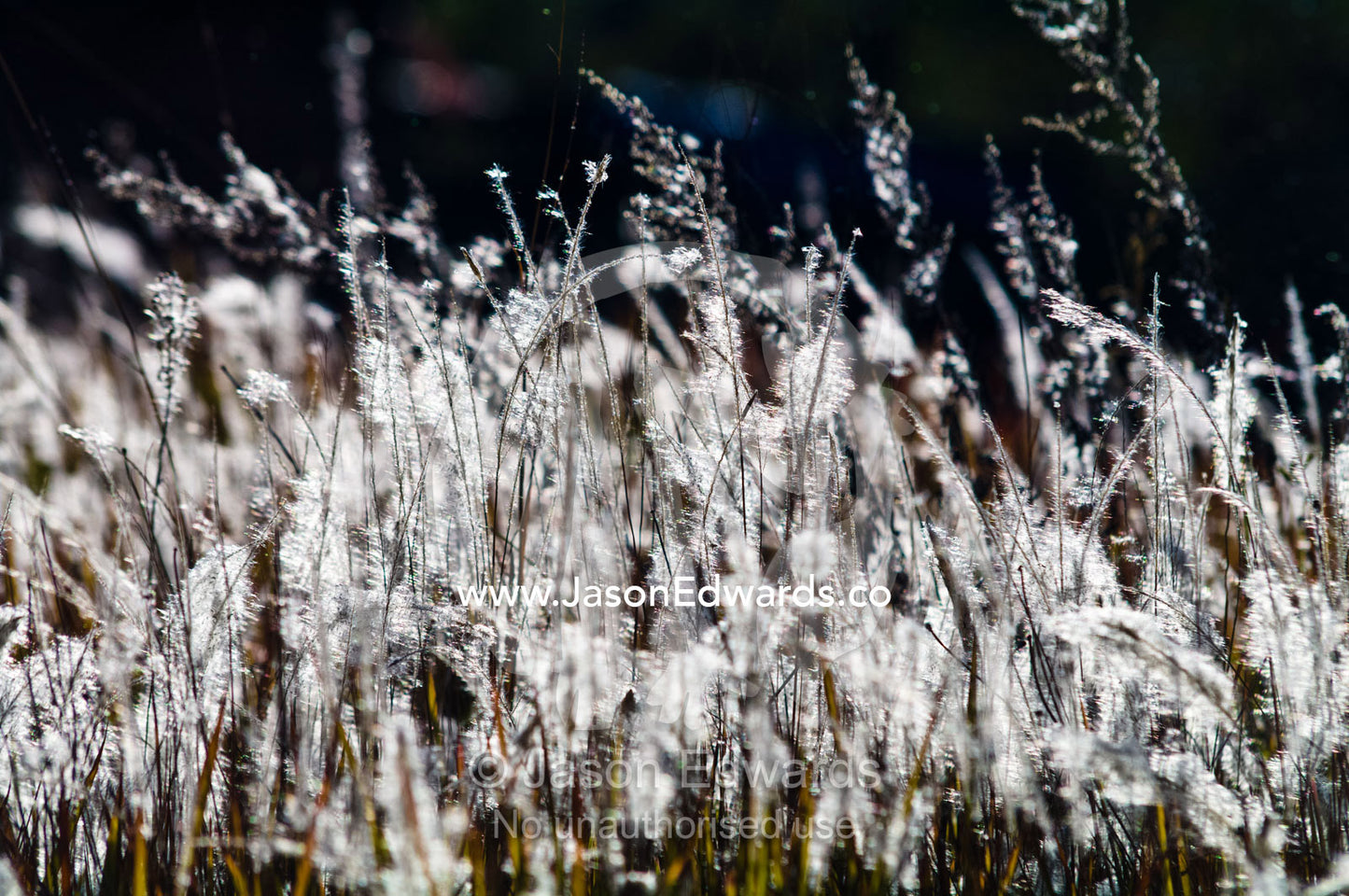 Backlit grasses and reeds seeding on a windy alpine plain at sunset. Thimphu, Thimphu District, Bhutan.