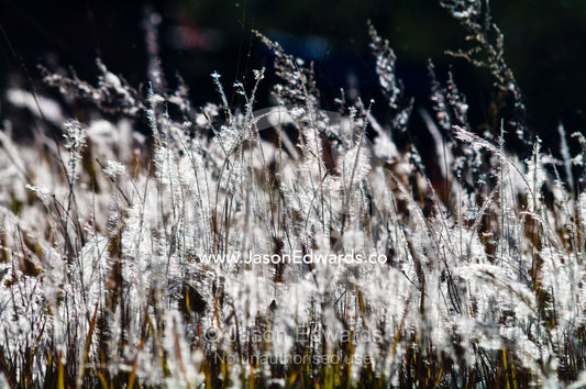 Backlit grasses and reeds seeding on a windy alpine plain at sunset. Thimphu, Thimphu District, Bhutan.