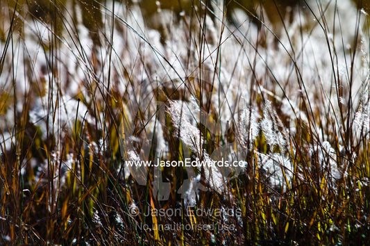 Backlit grasses and reeds seeding on a windy alpine plain at sunset. Thimphu, Thimphu District, Bhutan.