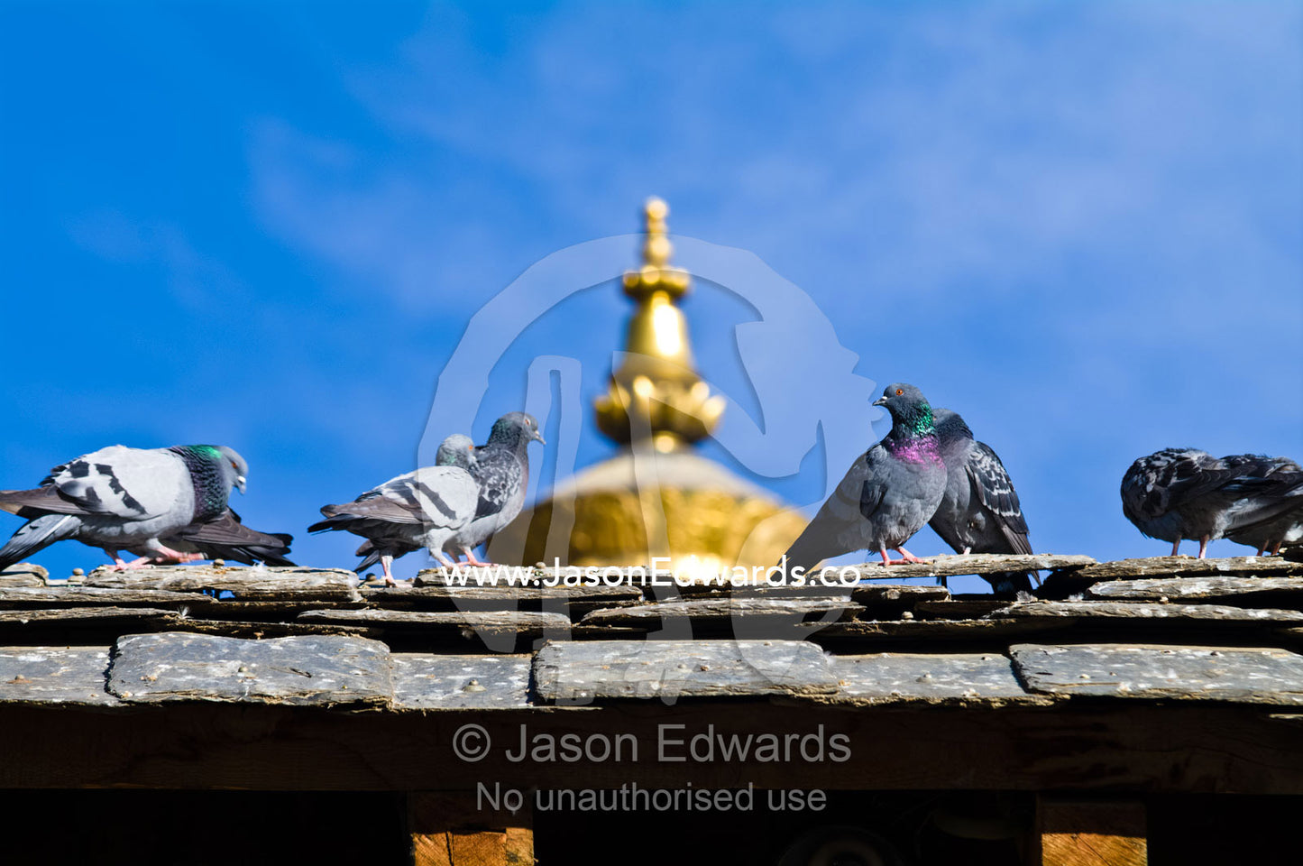 Pigeons roost on a slate roof in front of a golden Buddhist Stupa. Thimphu Memorial Chorten, Thimphu Bhutan.