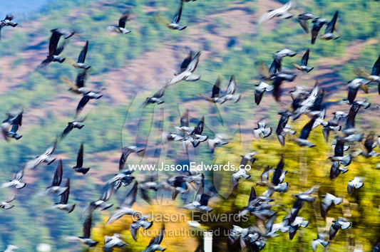 A flock of pigeons flying at high speed in circles around the Thimphu Memorial Chorten. Thimphu Memorial Chorten, Thimphu Bhutan.