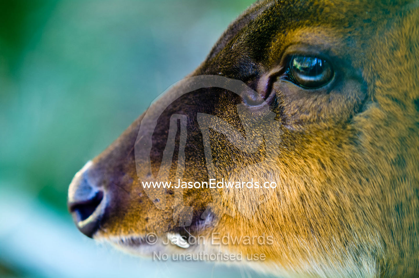 The tusk and eye scent gland of a Muntjac also known as a Barking Deer. Motithang Takin Preserve, Motithang District, Thimphu, Bhutan.
