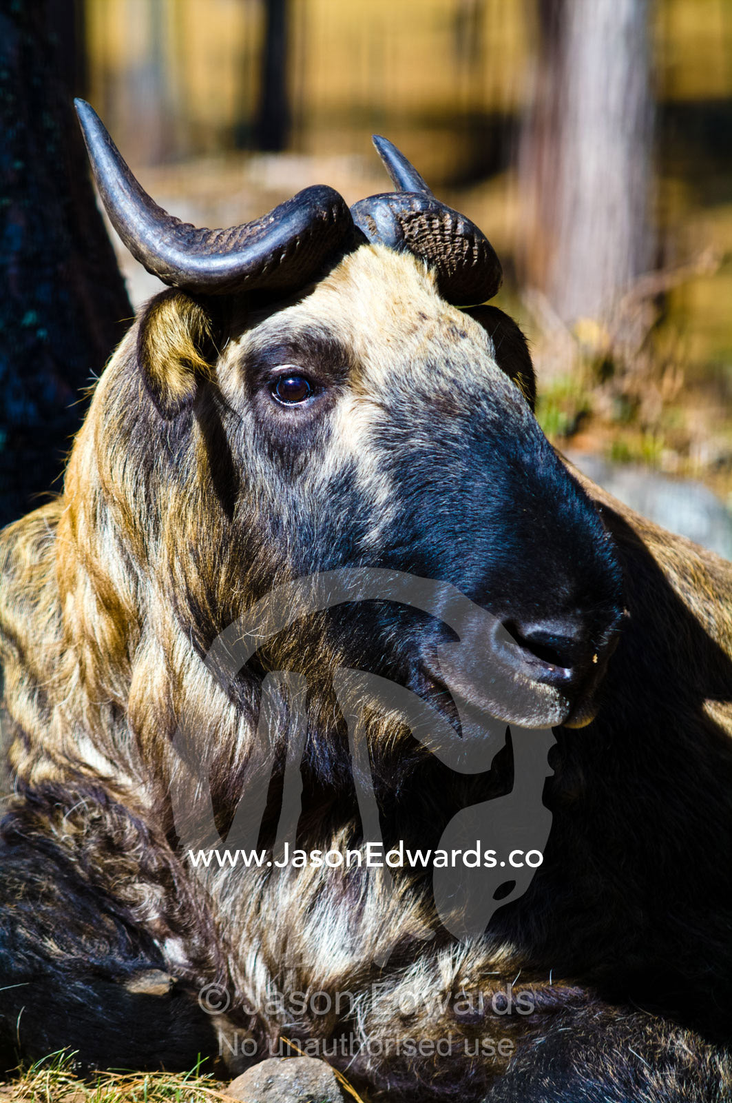 A Takin bull with pointed horns, and lush and thick fur coat resting in the warm alpine sun. Motithang Takin Preserve, Motithang District, Thimphu, Bhutan.