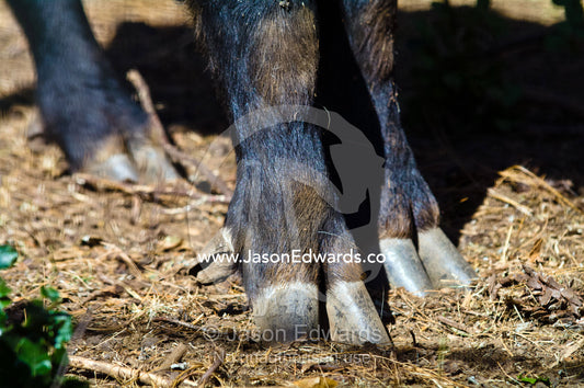 The splayed hoofs of a Takin are suited to its alpine habitat in the Himalaya. Motithang Takin Preserve, Motithang District, Thimphu, Bhutan.