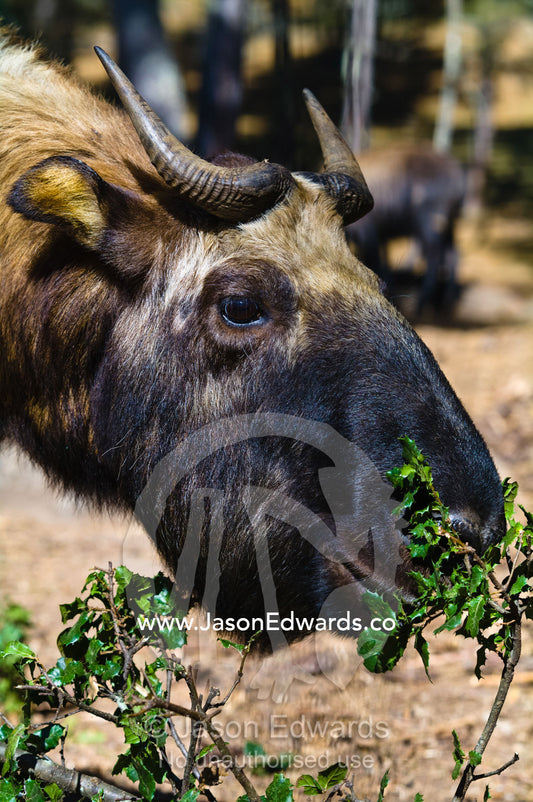 A Takin bull with pointed horns, and lush and thick fur coat feeding on a shrub leaves in the warm alpine sun. Motithang Takin Preserve, Motithang District, Thimphu, Bhutan.