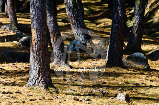 Takin habitat in an alpine meadow dotted with conifer trees. Motithang Takin Preserve, Motithang District, Thimphu, Bhutan.