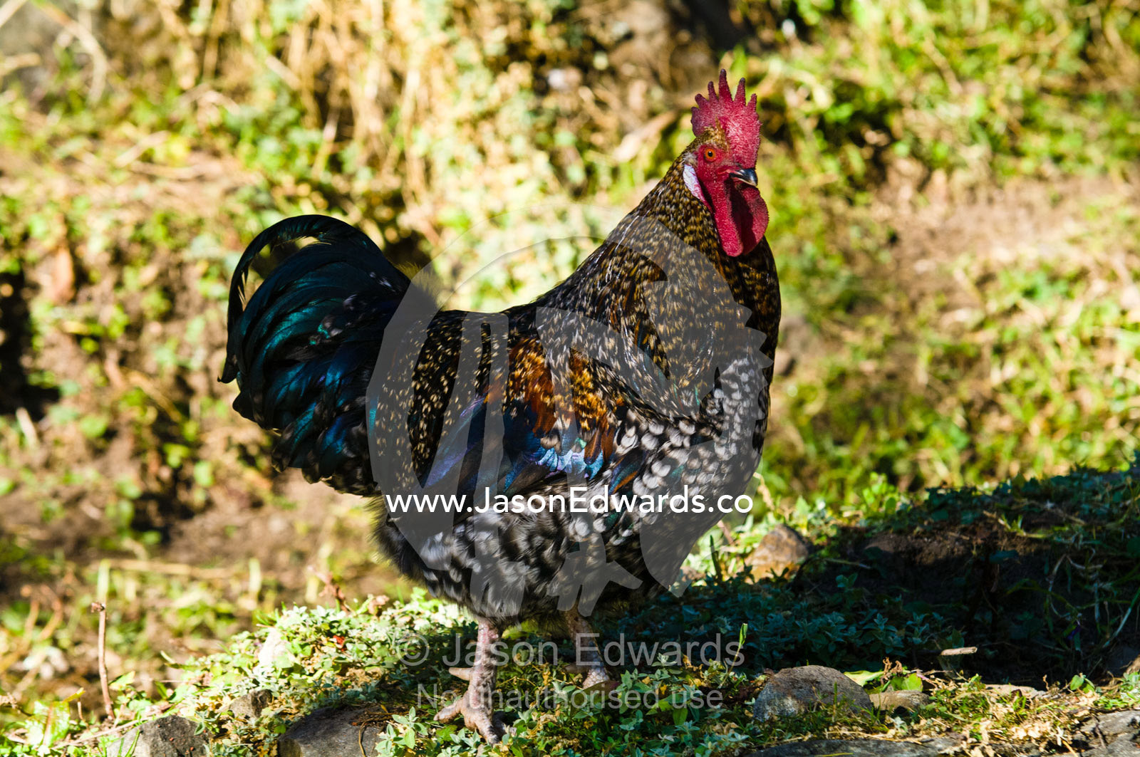 A Bhutanese Grey Junglefowl steps into the sunshine from the cover of the forest. Jigme Dorji National Park, Cheri Monastery, Chagri Dorjeden Monastery, Thimphu, Thimphu District, Bhutan.