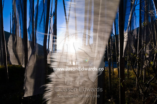Prayer flags flutter in the wind beside an alpine river in the Himalaya at sunset. Thimphu, Thimphu District, Bhutan.