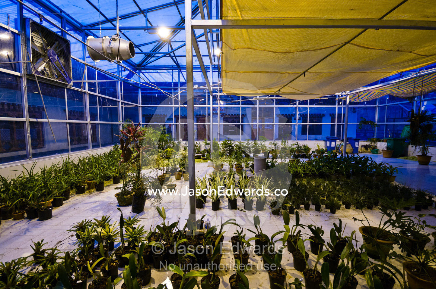 Rare and endangered orchids growing in a climate controlled glasshouse for sale to collectors. Thimphu, Thimphu District, Bhutan.