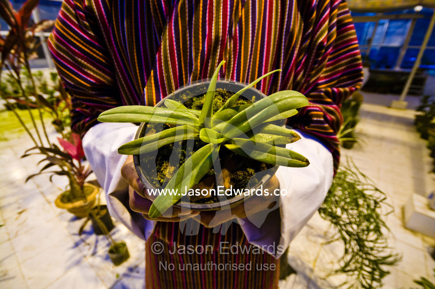 A horticulturist nurtures an endangered orchid in a climate controlled glasshouse. Thimphu, Thimphu District, Bhutan.