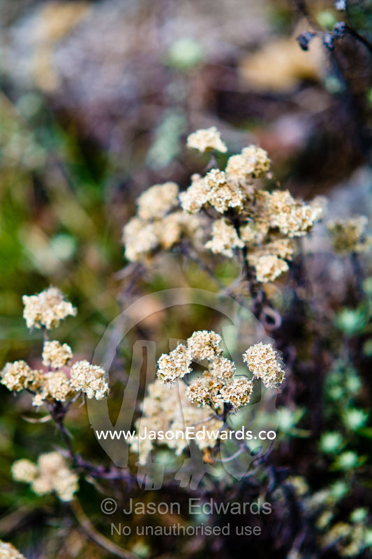 Alpine flowers growing on a mountainside in the Himalaya. Dochula Pass, Thimphu District, Bhutan.