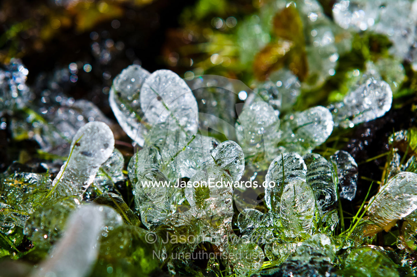 Ice delicately encases blades of grass on a frosty morning in Bhutan Dochula Pass, Thimphu District, Bhutan.