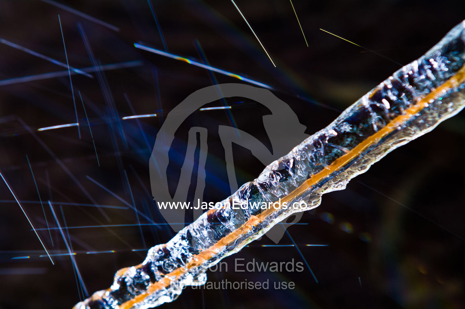 A blade of grass encased in ice from water drops splashed from an alpine stream. Dochula Pass, Thimphu District, Bhutan.