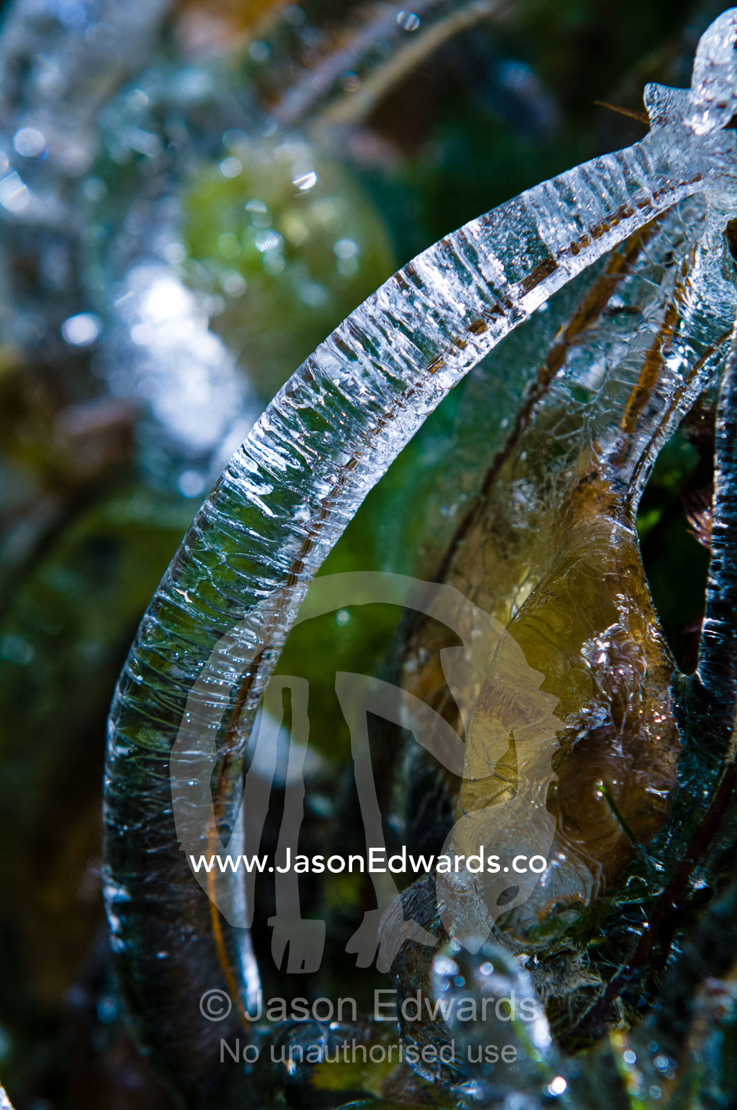 A blade of grass encased in ice from water drops splashed from an alpine stream. Dochula Pass, Thimphu District, Bhutan.