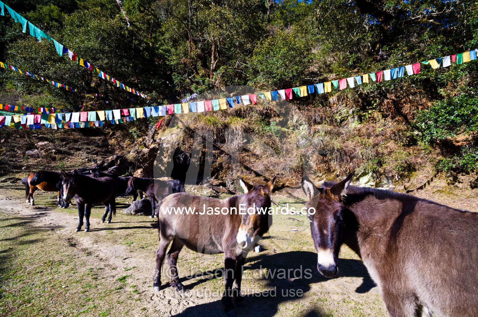 Pack mules used for carrying pilgrims to a Buddhist monastery resting at the base of a mountain. Jigme Dorji National Park, Cheri Monastery, Chagri Dorjeden Monastery, Thimphu, Thimphu District, Bhutan.