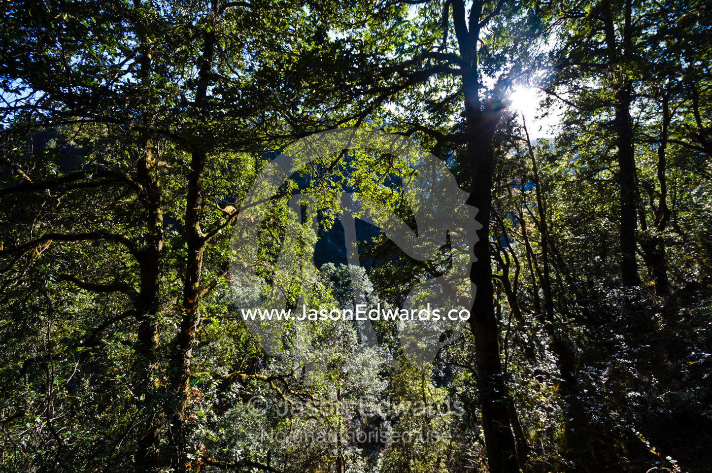 A dense forest canopy filters dappled green light onto a mountainside near a Buddhist monastery. Jigme Dorji National Park, Cheri Monastery, Chagri Dorjeden Monastery, Thimphu, Thimphu District, Bhutan.