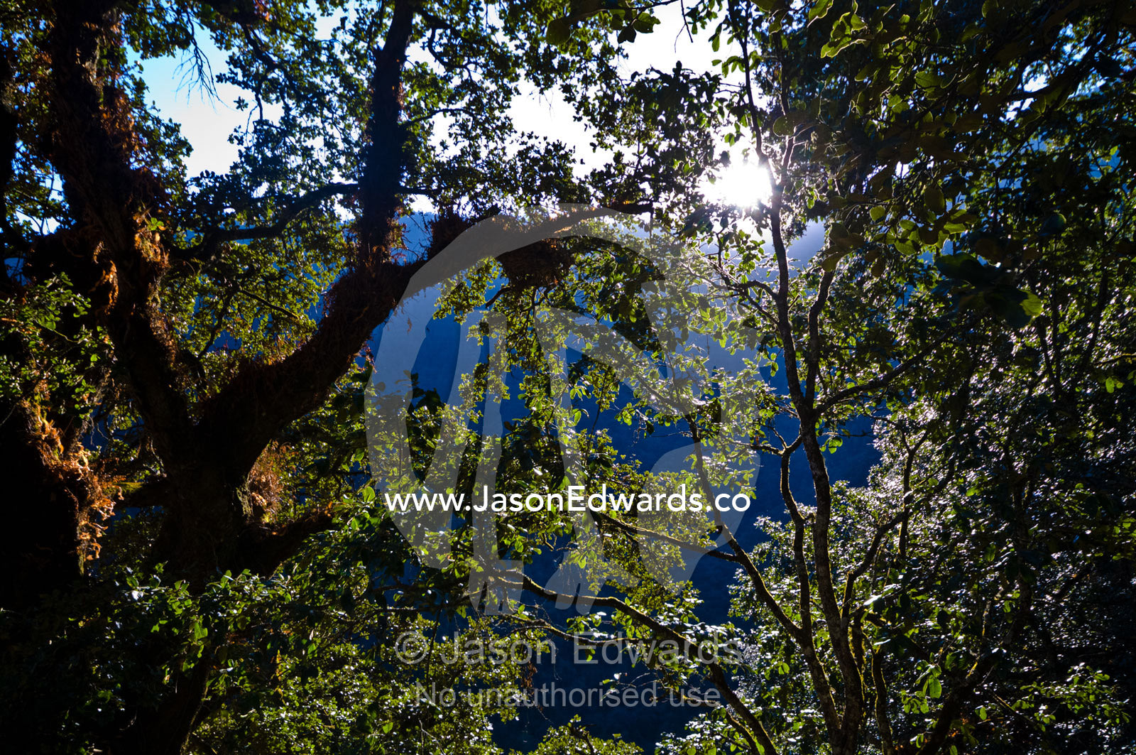 A dense forest canopy filters dappled green light onto a mountainside near a Buddhist monastery. Jigme Dorji National Park, Cheri Monastery, Chagri Dorjeden Monastery, Thimphu, Thimphu District, Bhutan.