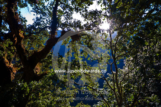A dense forest canopy filters dappled green light onto a mountainside near a Buddhist monastery. Jigme Dorji National Park, Cheri Monastery, Chagri Dorjeden Monastery, Thimphu, Thimphu District, Bhutan.