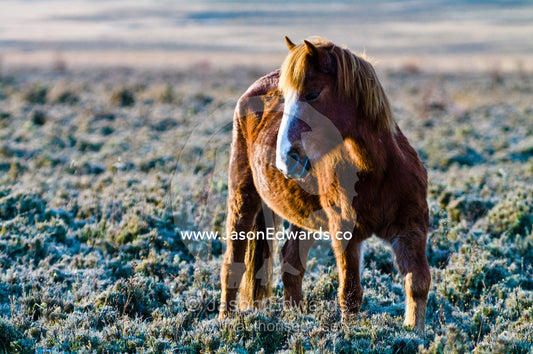 A chestnut Bhotia Pony standing in a high altitude wetland floodplain on a cold morning. Phobjikha Conservation Area, Phobjika Valley, Phobjikha Valley, Gangteng Valley, Black Mountains, Bhutan.