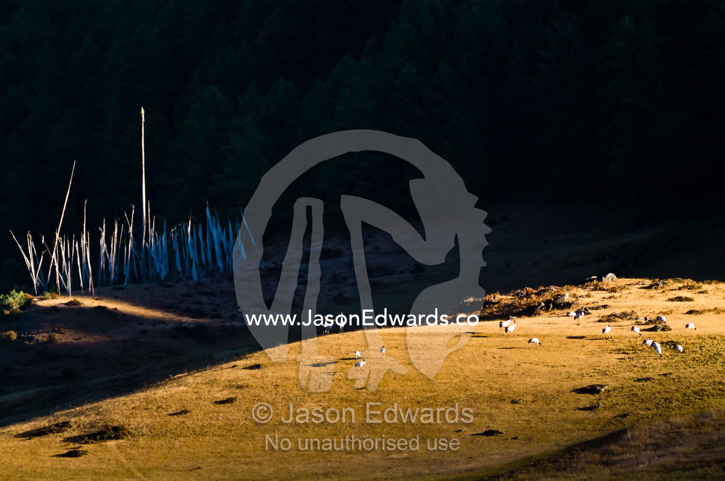 A flock of vulnerable black-necked cranes catch the last rays of the setting sun whilst trumpeting their courtship display. Phobjikha Conservation Area, Phobjika Valley, Phobjikha Valley, Gangteng Valley, Black Mountains, Bhutan.