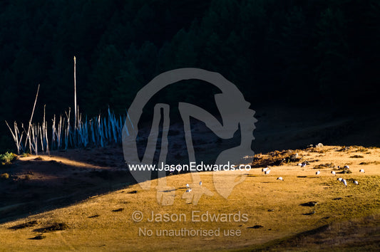 A flock of vulnerable black-necked cranes catch the last rays of the setting sun whilst trumpeting their courtship display. Phobjikha Conservation Area, Phobjika Valley, Phobjikha Valley, Gangteng Valley, Black Mountains, Bhutan.