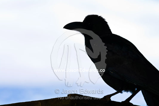 The silhouette of a large-billed crow perched on the rooftop of a house where a death ceremony is being performed. Ganteng, Wangdue Phodrang District, Phobjika Valley, Phobjikha Valley, Gangteng Valley, Black Mountains, Bhutan.