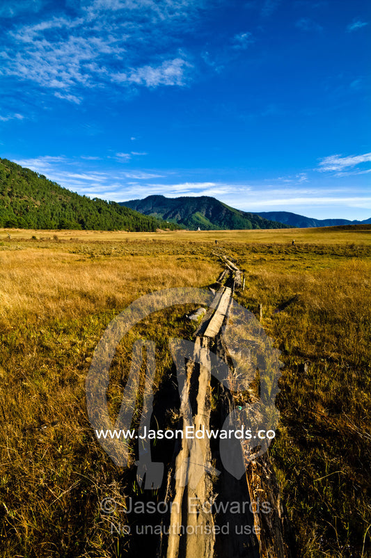 Rotting timber planks form a boardwalk across a marshy wetland in a Himalaya valley. Phobjikha Conservation Area, Phobjika Valley, Phobjikha Valley, Gangteng Valley, Black Mountains, Bhutan.