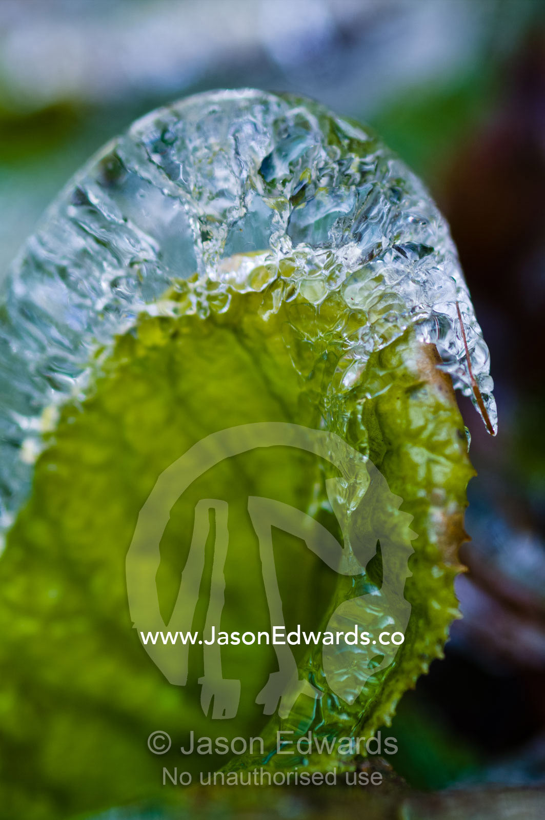 Waterdrops splashed from a stream froze in a casing over a small leaf start to thaw. Dochula Pass, Thimphu District, Bhutan.
