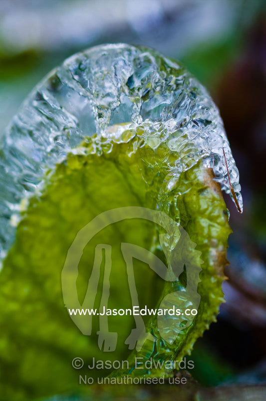 Waterdrops splashed from a stream froze in a casing over a small leaf start to thaw. Dochula Pass, Thimphu District, Bhutan.